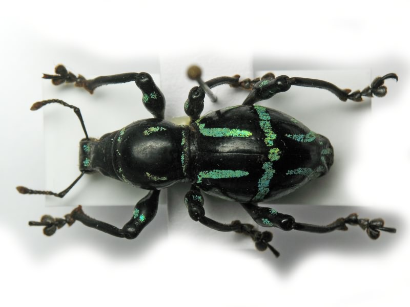 Pachyrhynchus semperi Heller, 1912